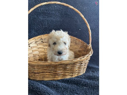 Krem poodle bebişler