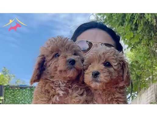 Muhteşem Toy Poodle Yavrularım 