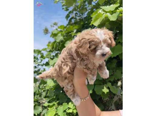 Çok kaliteli Maltipoo yavrularım 
