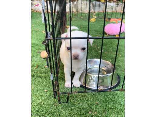Mini Minak chihuahua erkek