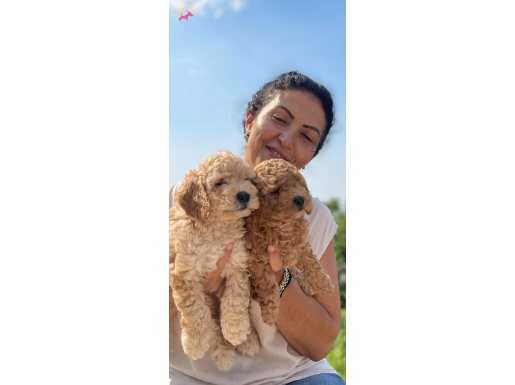 Tuvalet Eğitimli Poodle Yavrular Bursa