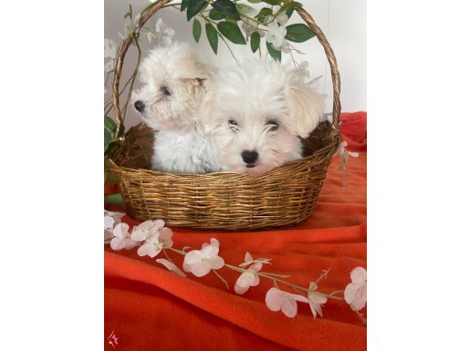 Bembeyaz minik inciler 