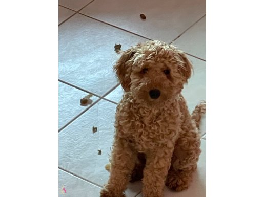 Tuvalet eğitimli yavrular 