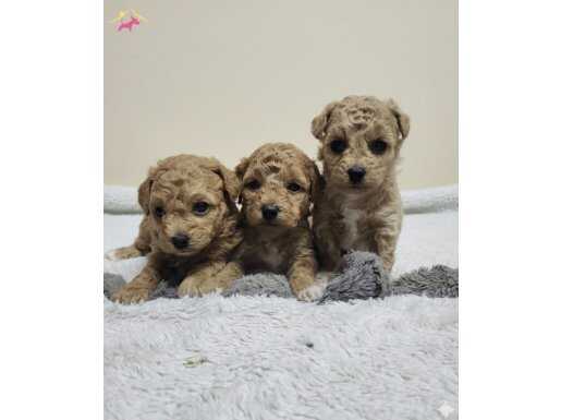 Akıl küpleri renk renk poodle bebekler