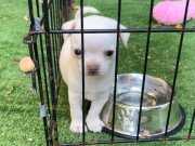 Mini Minak chihuahua erkek