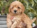 Poodle kalitesinde Maltipoo