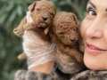 Poodle Bebekler Apricot ve Red 