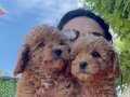 Muhteşem Toy Poodle Yavrularım 
