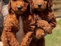 Gaint Poodle -Standart Poodle koca bebekler 3 renk seçeneği