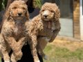 Gaint Poodle -Standart Poodle koca bebekler 3 renk seçeneği