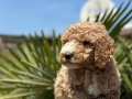 Gaint Poodle -Standart Poodle koca bebekler 3 renk seçeneği