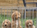 Gaint Poodle -Standart Poodle koca bebekler 3 renk seçeneği