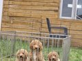 Gaint Poodle -Standart Poodle koca bebekler 3 renk seçeneği