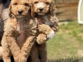 Gaint Poodle -Standart Poodle koca bebekler 3 renk seçeneği