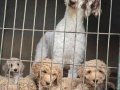 Gaint Poodle -Standart Poodle koca bebekler 3 renk seçeneği