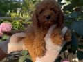 Oyuncu ve zeki bir ırk olan Poodle Bebeklerim 