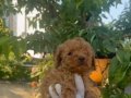 Oyuncu ve zeki bir ırk olan Poodle Bebeklerim 