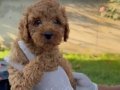 Oyuncu ve zeki bir ırk olan Poodle Bebeklerim 
