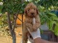 Oyuncu ve zeki bir ırk olan Poodle Bebeklerim 