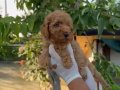 Oyuncu ve zeki bir ırk olan Poodle Bebeklerim 