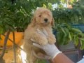 Oyuncu ve zeki bir ırk olan Poodle Bebeklerim 