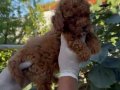 Oyuncu ve zeki bir ırk olan Poodle Bebeklerim 
