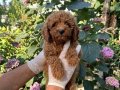 Oyuncu ve zeki bir ırk olan Poodle Bebeklerim 