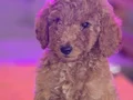 Gaint Poodle 