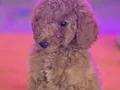 Gaint Poodle 