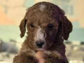 Gaint Poodle 