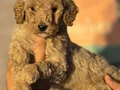Gaint Poodle 