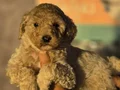 Gaint Poodle 