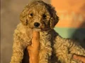 Gaint Poodle 