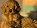 Gaint Poodle 