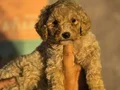 Gaint Poodle 