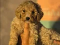 Gaint Poodle 
