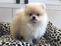 pomeranian fiyat satılık pomeranian boo yavrusu fiyatları ilanları 220 cretsiz sahiplendirme pomeranian fiyat satılık pomeranian boo yavrusu fiyatları ilanları 220 cretsiz sahiplendirme
