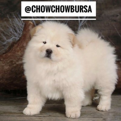 Chowchowbursa