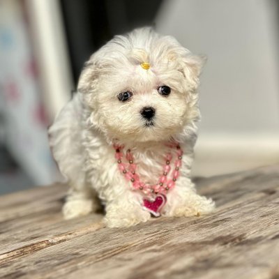 Poodleyavru