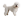 Bichon Frise